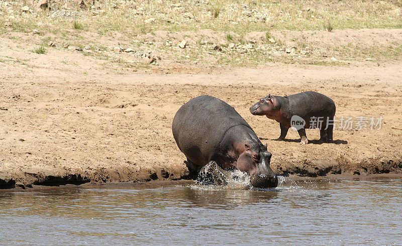 Hippo and calf